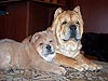 Chow-chow smooth cinnamon puppy girl Love Story Dushes Velvet. Click to maximize
