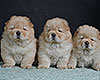 cream chow-chow puppies