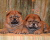 red chow-chow puppies